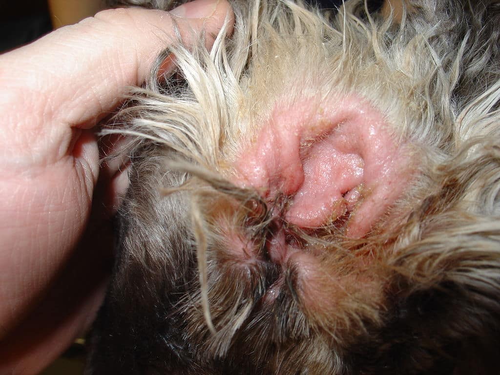 skin allergies in dogs - ear infection