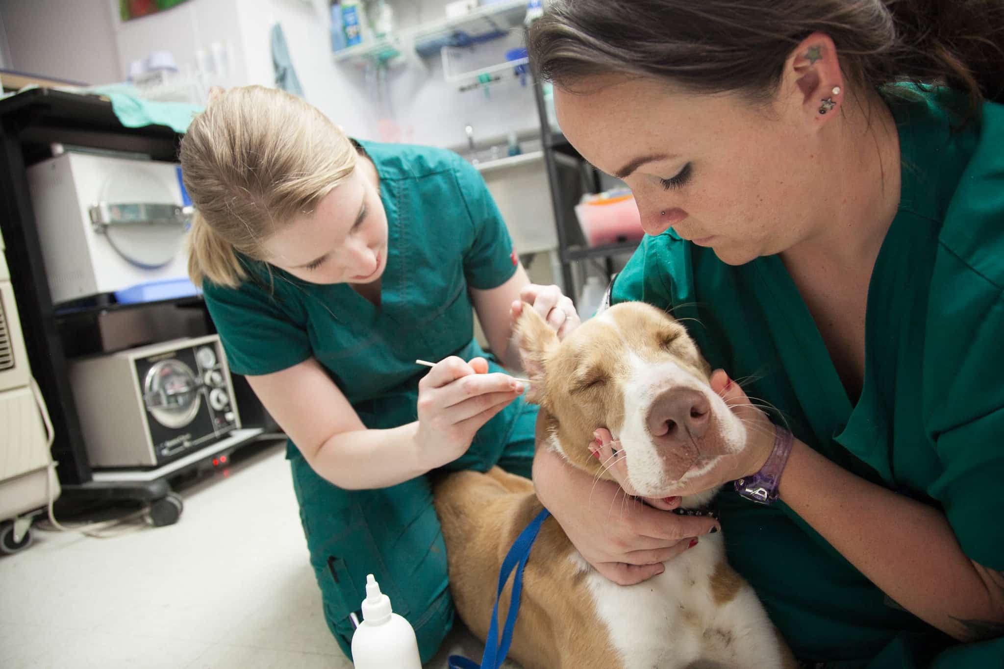 A dog getting an ear swab at a vet office