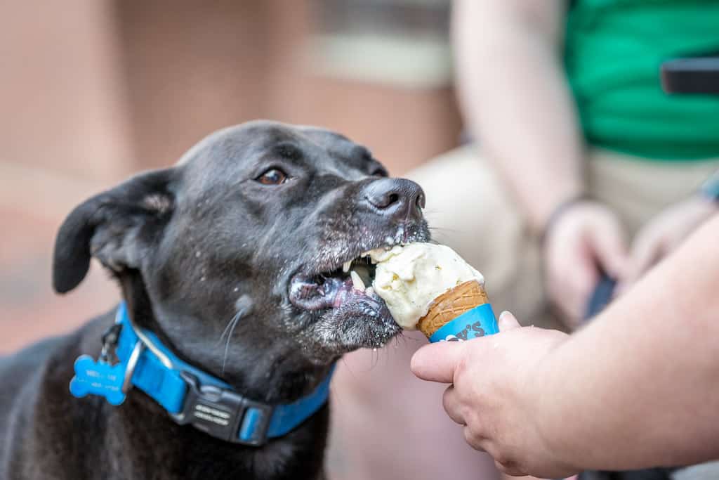 How To Safely Share An Ice Cream With Your Pup?