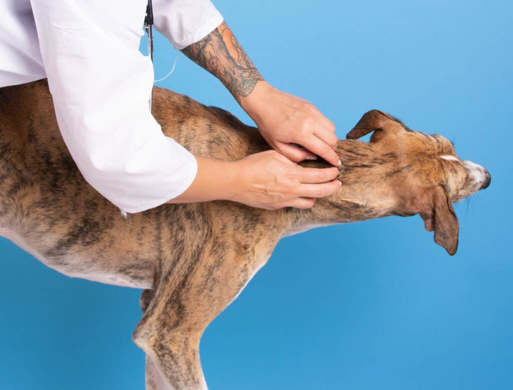 Dogs Dry Skin What Is It And How To Treat This Skin Disorder Jacks Pets