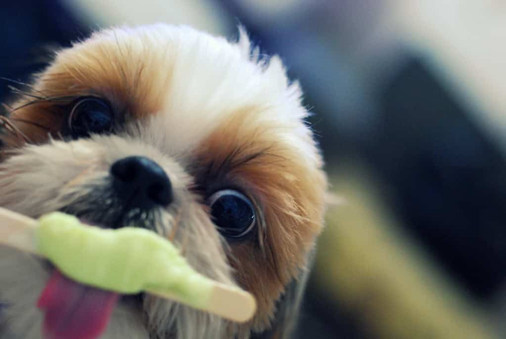 What To Do If Your Dog Ate Ice Cream Without Your Approval?