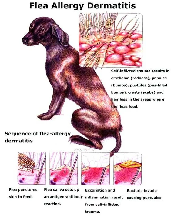flea allergy dermatitis