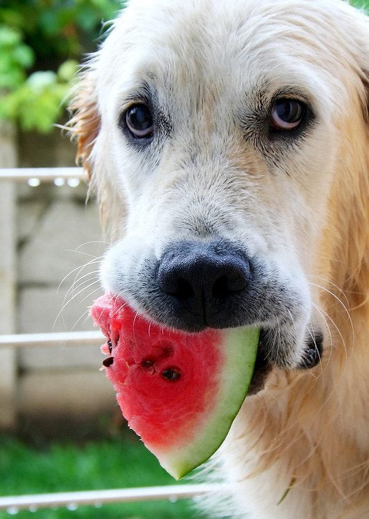 can dogs eat watermelon - lets find out