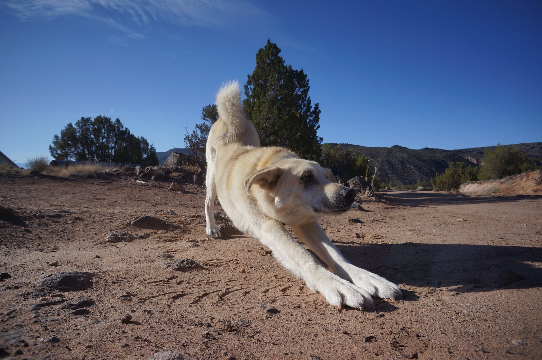 Dog stretching in desert