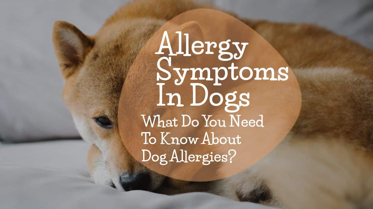 Allergy Symptoms In Dogs – What Do You Need To Know About Dog Allergies ...