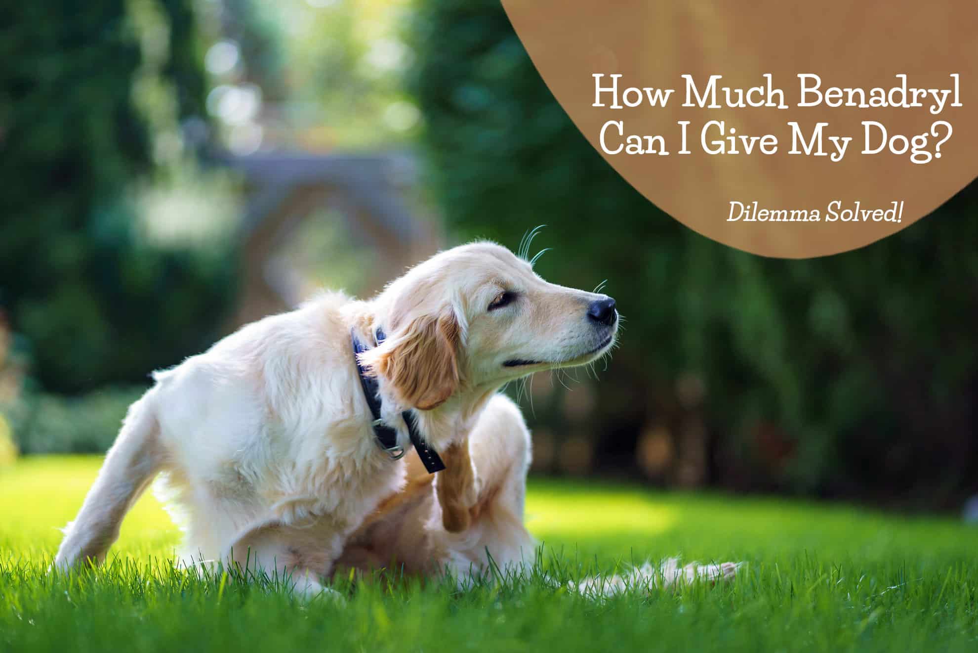 How Much Benadryl Can I Give My Dog? The Dilemma Is Solved