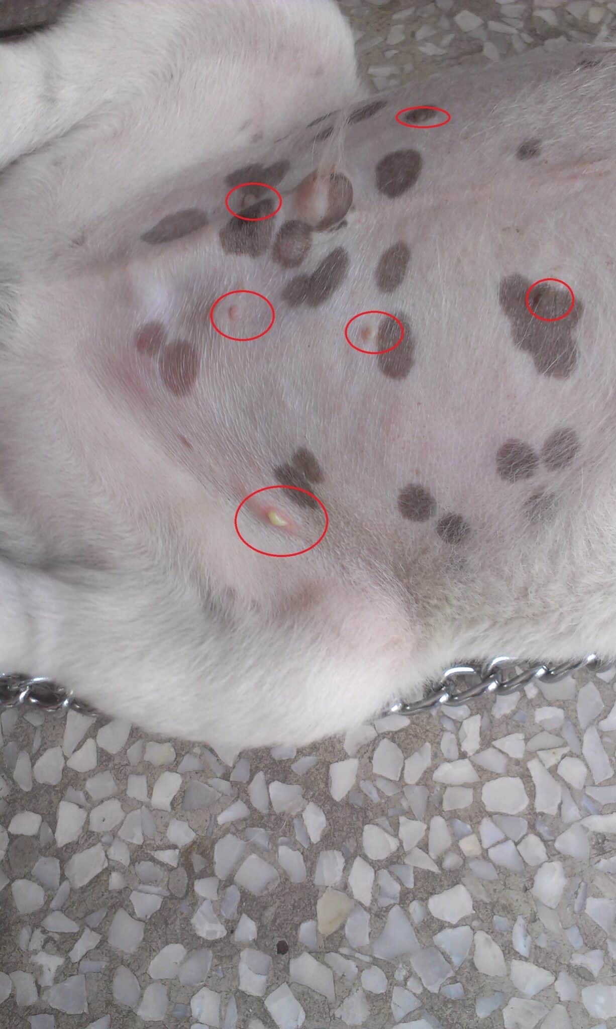 A dog's stomach with rashes pointed out on it