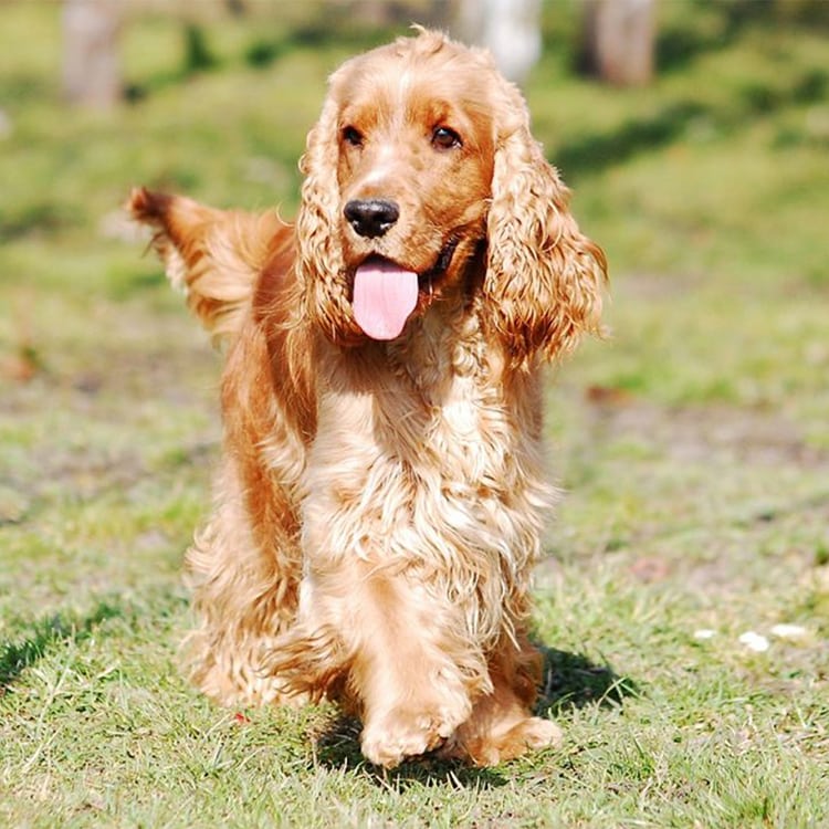 dogs with long ears - Cocker Spaniel