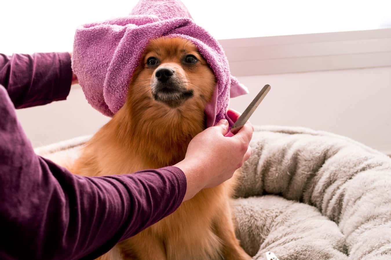 Dog getting groomed after shower