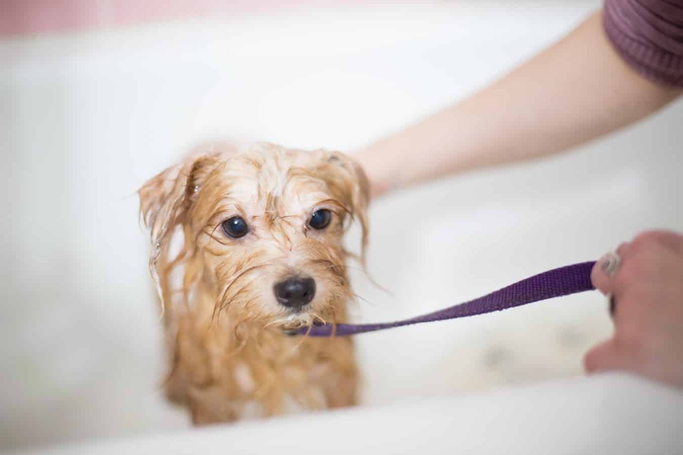 Dog Allergy To Shampoo Treatments Tips Tricks Jacks Pets