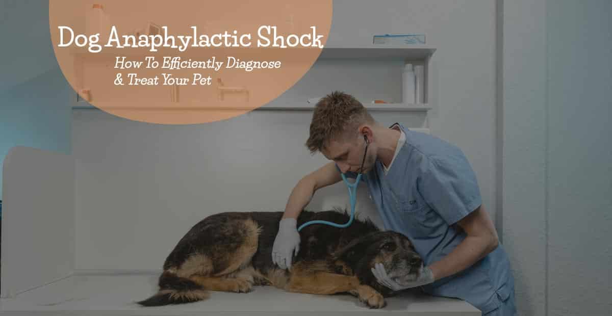 can a dog die from anaphylactic shock