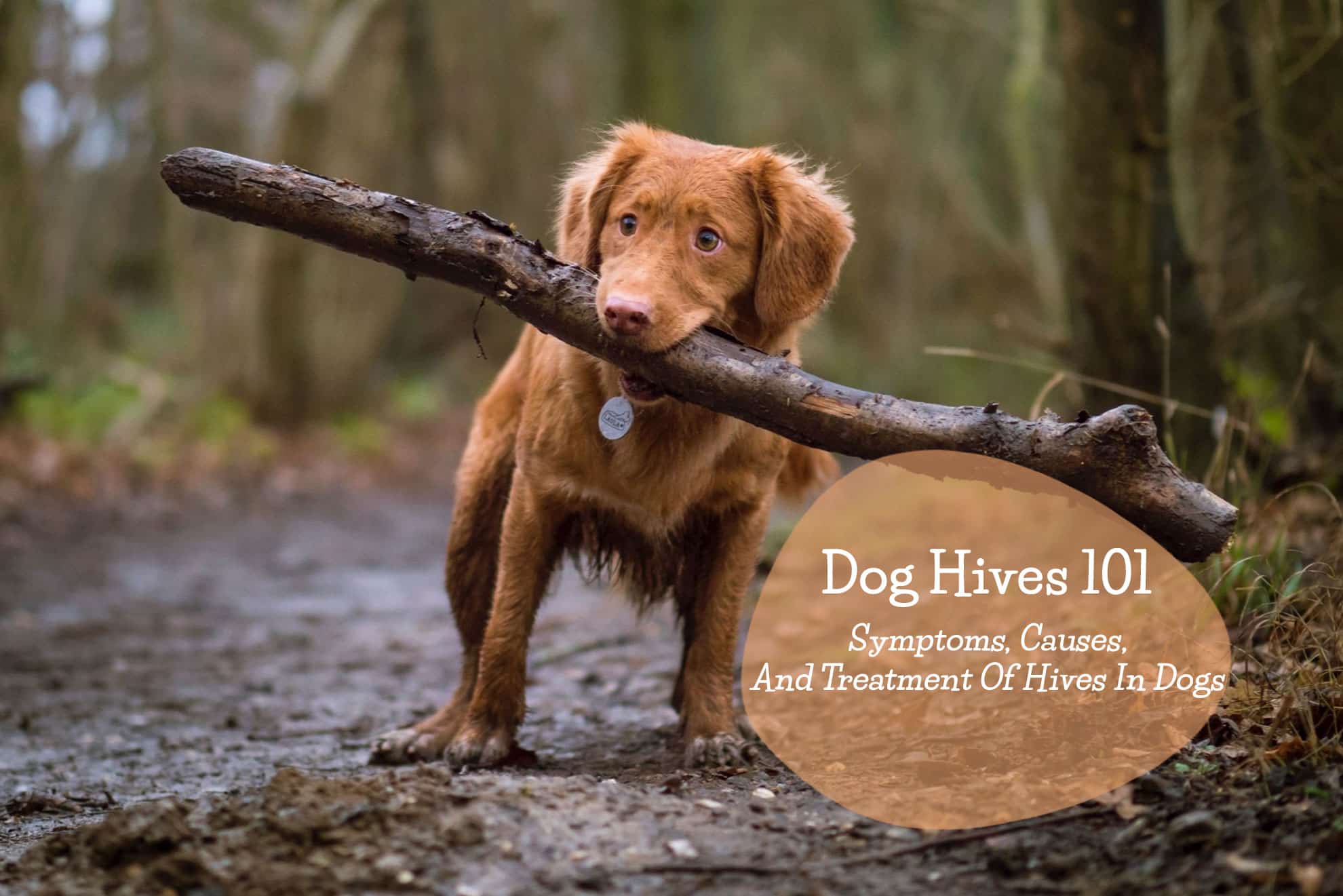 how long does it take for dog hives to go away