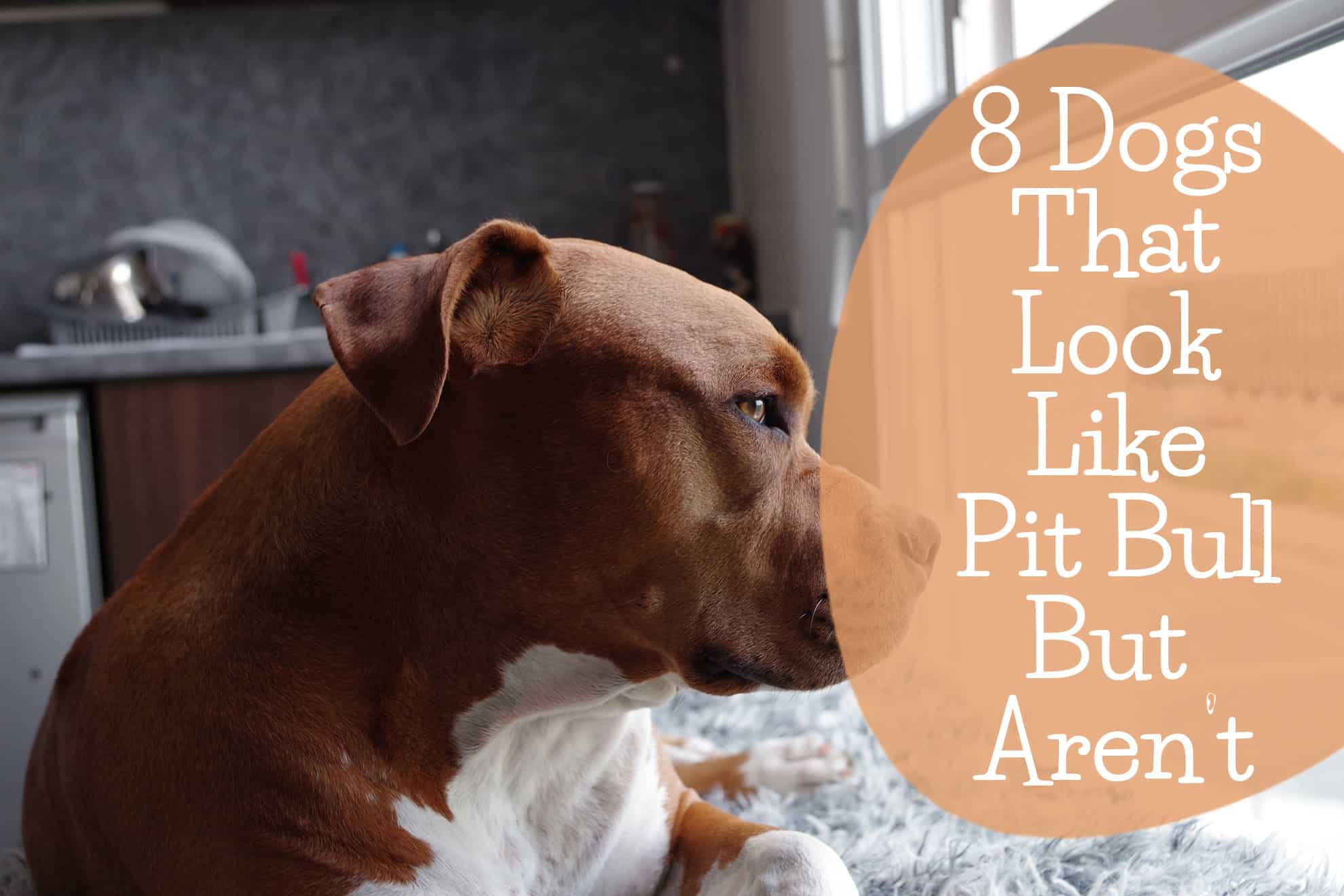 dogs that look like pit bulls