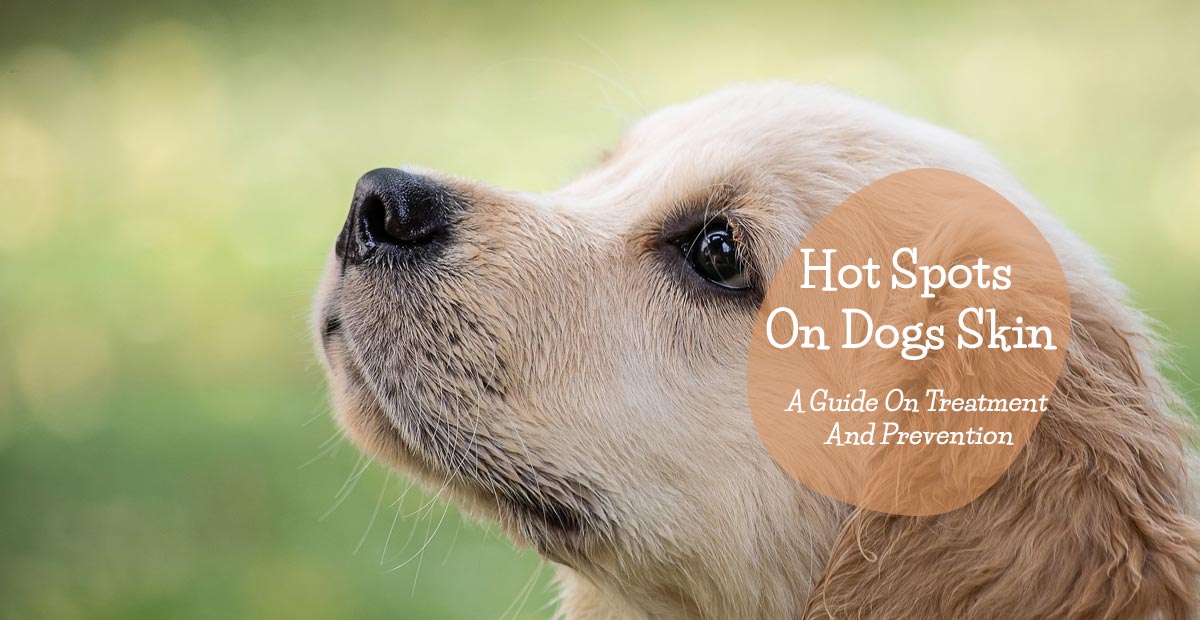 hot-spots-on-dogs-skin-a-guide-on-treatment-and-prevention-jacks-pets