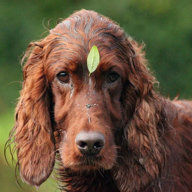 dogs with long ears - Irish Setter