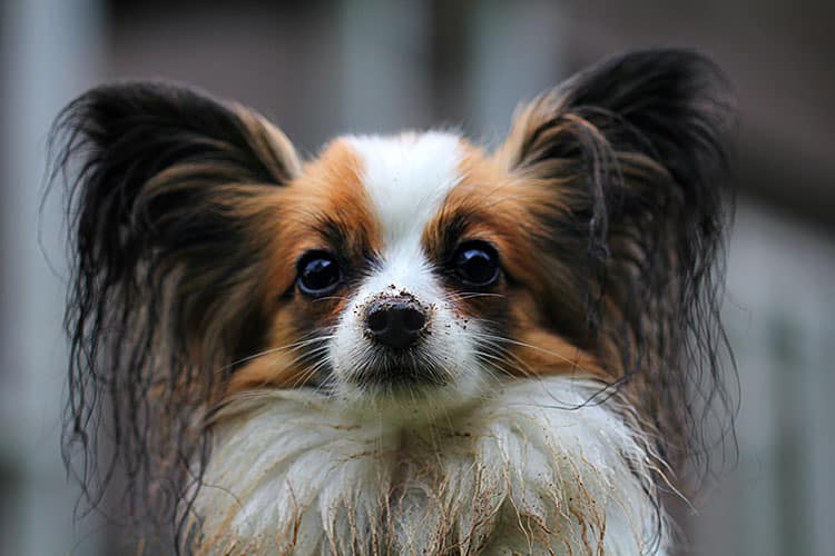 small dog breeds with long ears