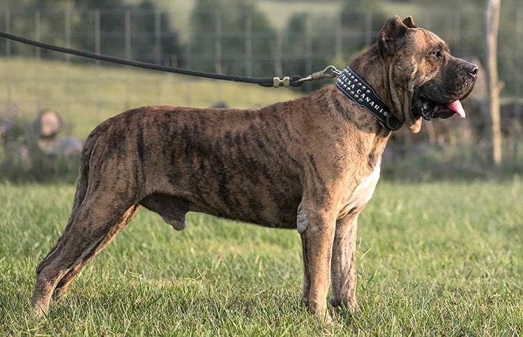 dogs that look like pit bulls but arent - presa canario
