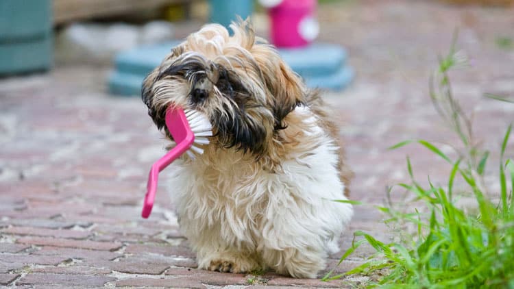 caring for your dog's teeth
