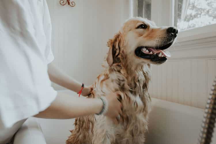 how often should you wash your dog - Michael responds!