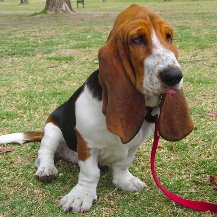 dogs with long ears - basset hound