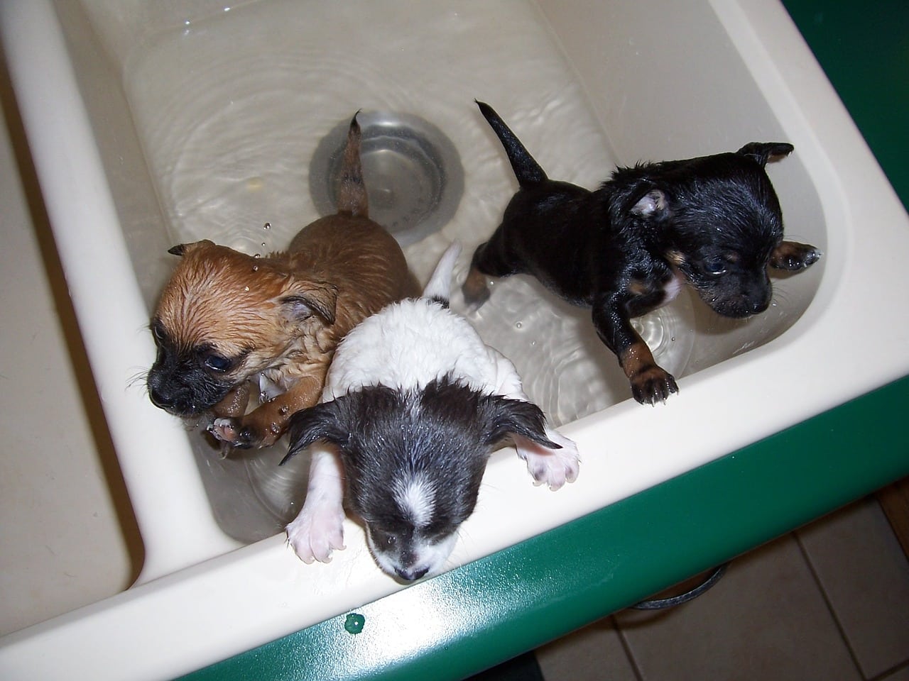 puppies bath time