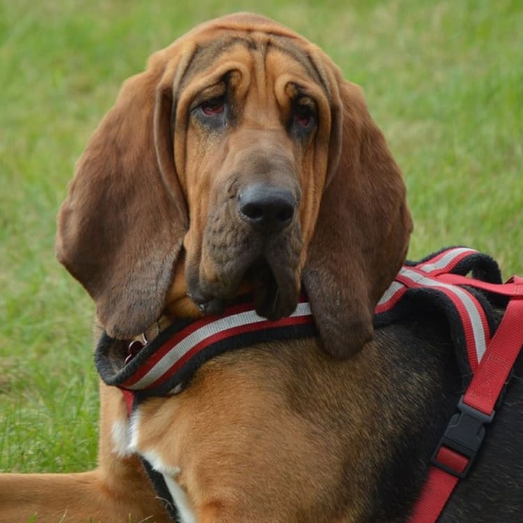 dogs with long ears - bloodhound