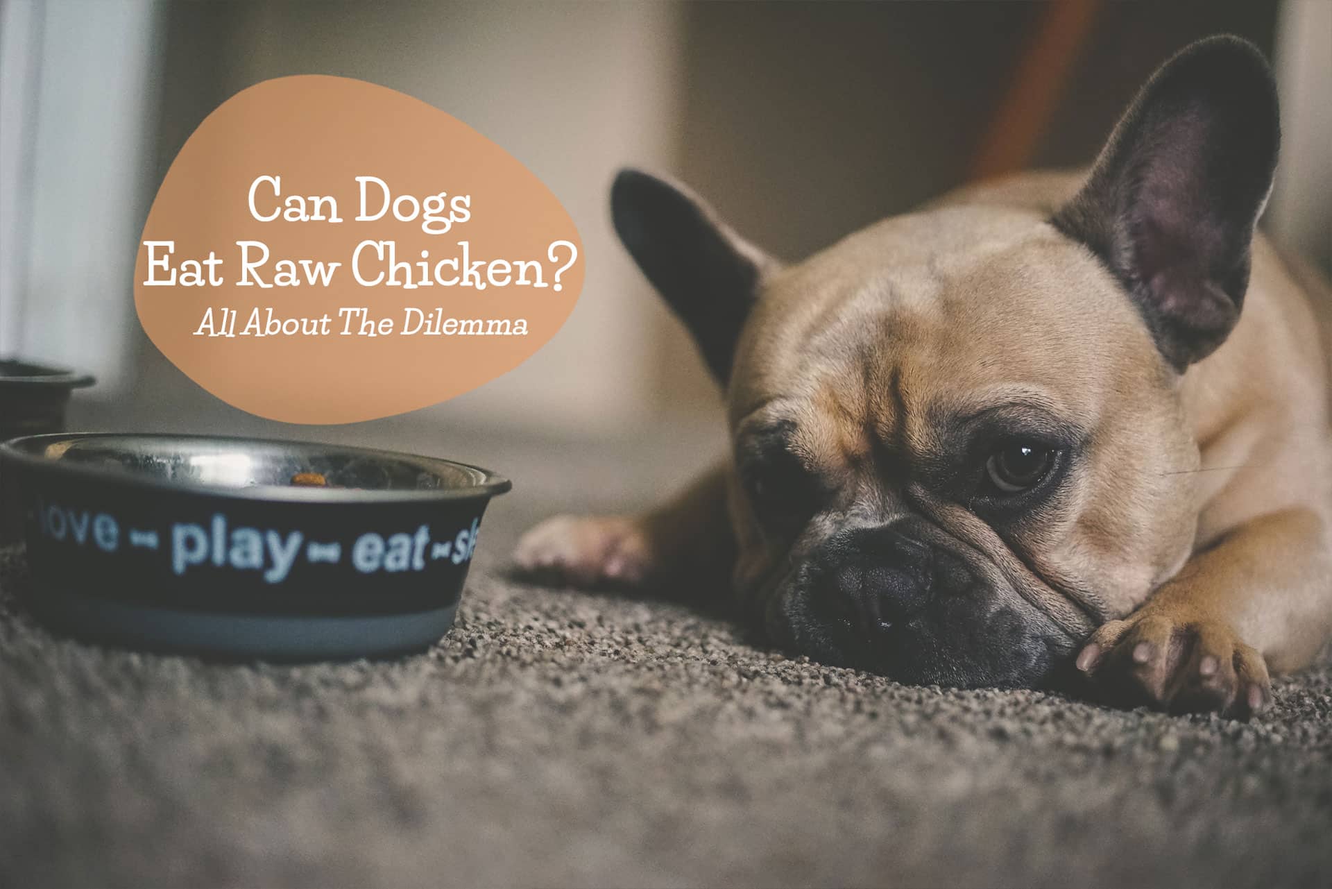 Can Dogs Eat Raw Chicken - And Why Is It Controversial? | Jacks Pets