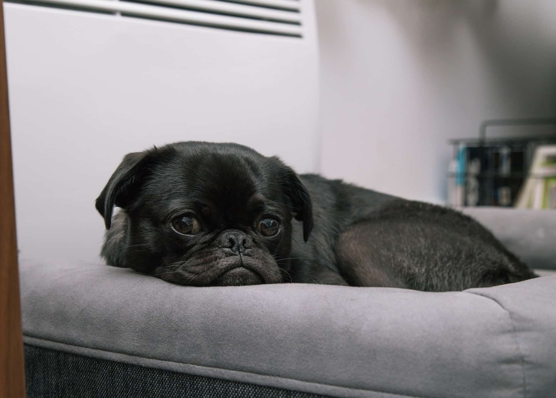 A pug laying in its bed