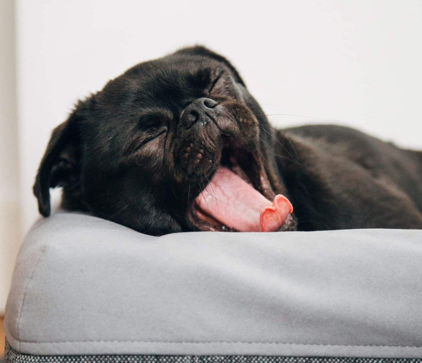 A pug yawning