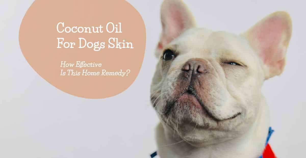 can you put coconut oil on dogs irritated skin