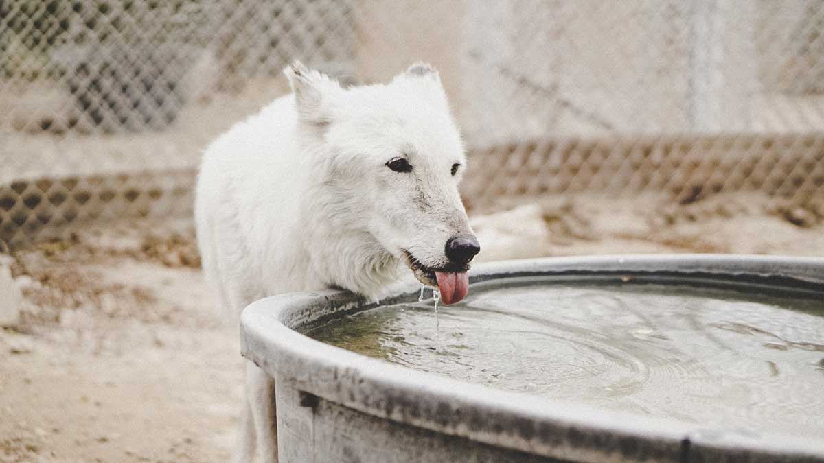 dog drinks water - how long can he hold without it??