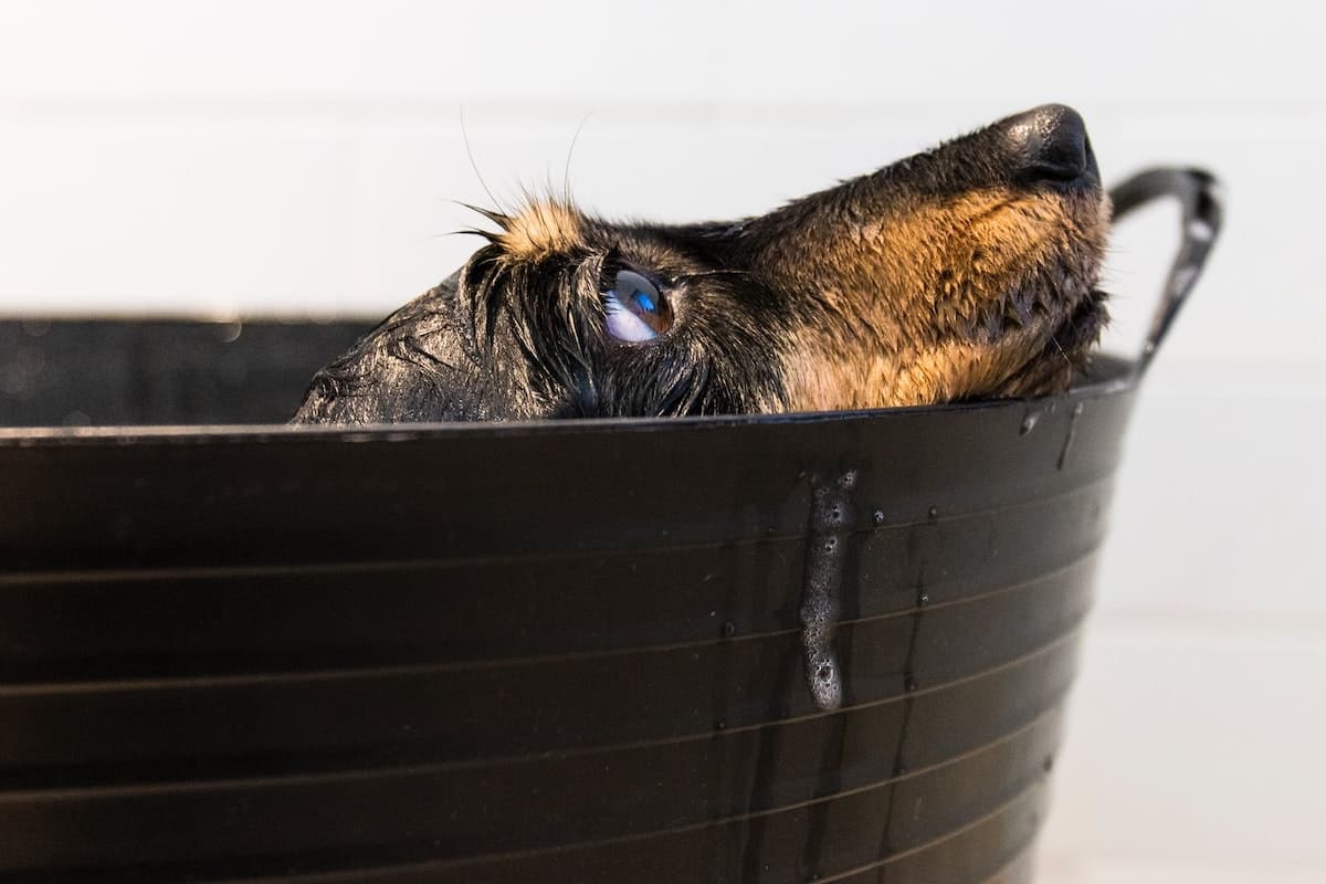 Dog after a bath