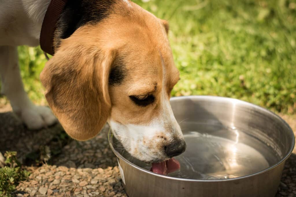 Best Dog Food for Kidney Disease 2020: Renal-Supportive Diet Explained