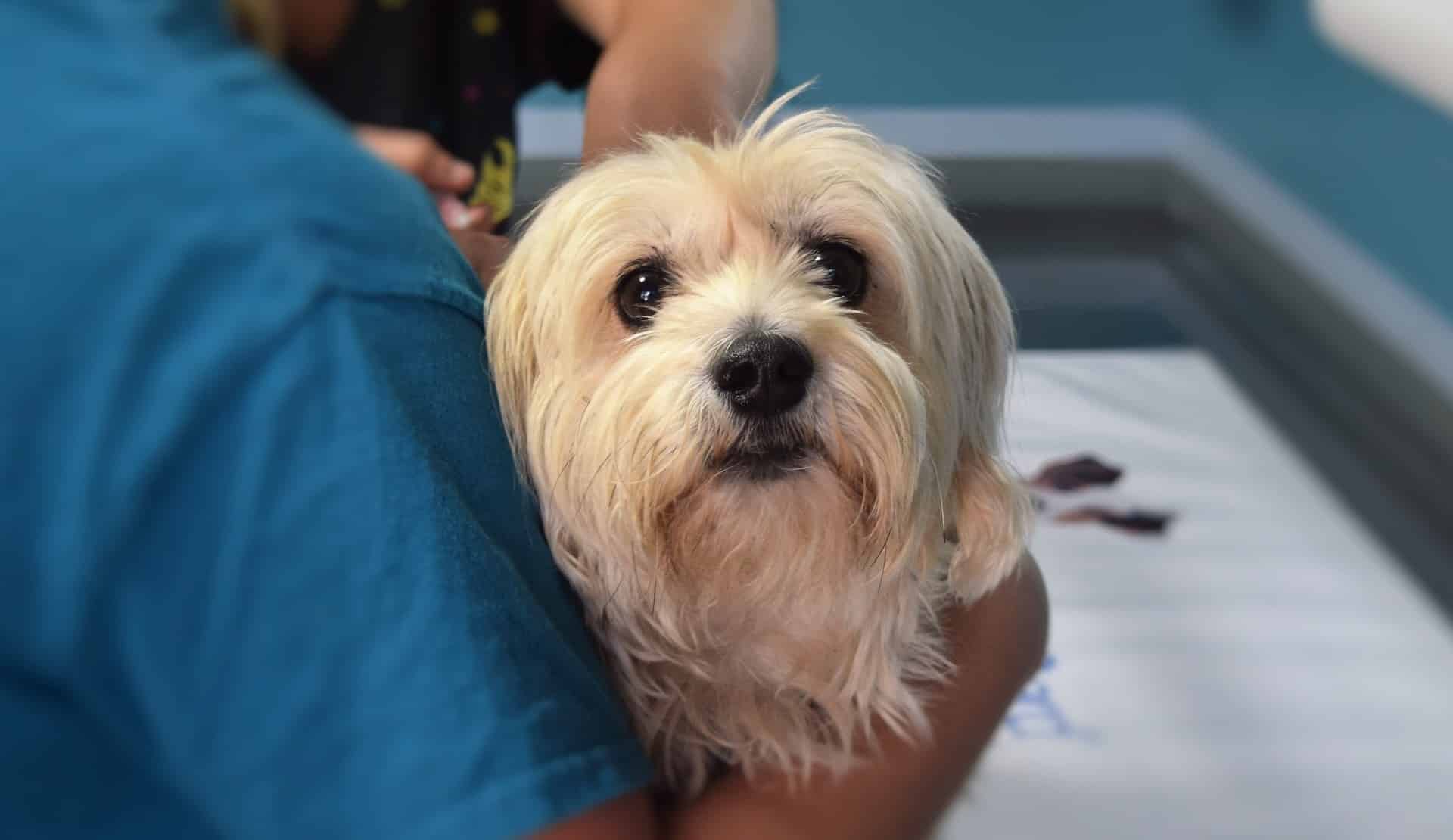 Small dog getting examined by vet