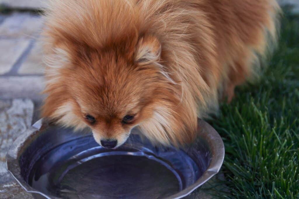 how-long-can-a-dog-go-without-water-michael-answers-jacks-pets