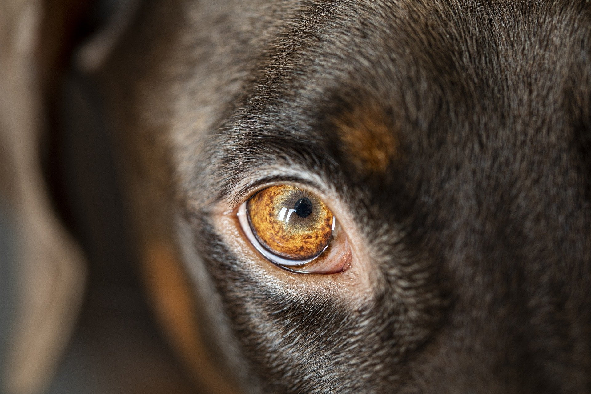 A close-up picture of a dog's eye