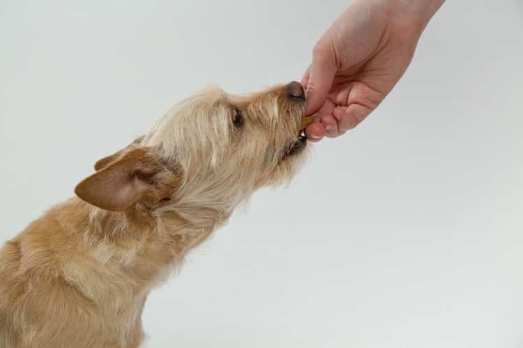 can dogs eat cranberries as a snack?