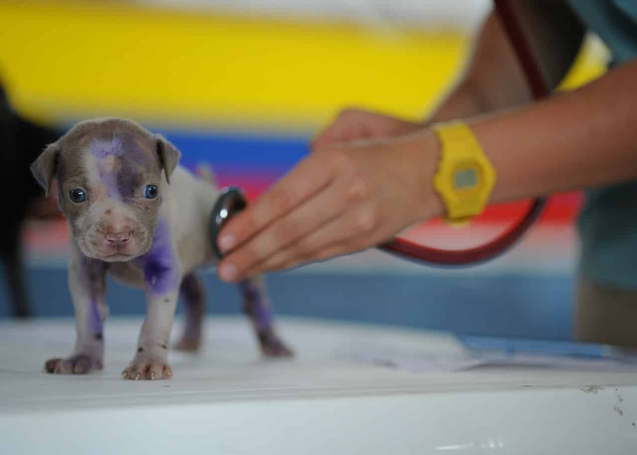 A very small puppy being examined by a vet