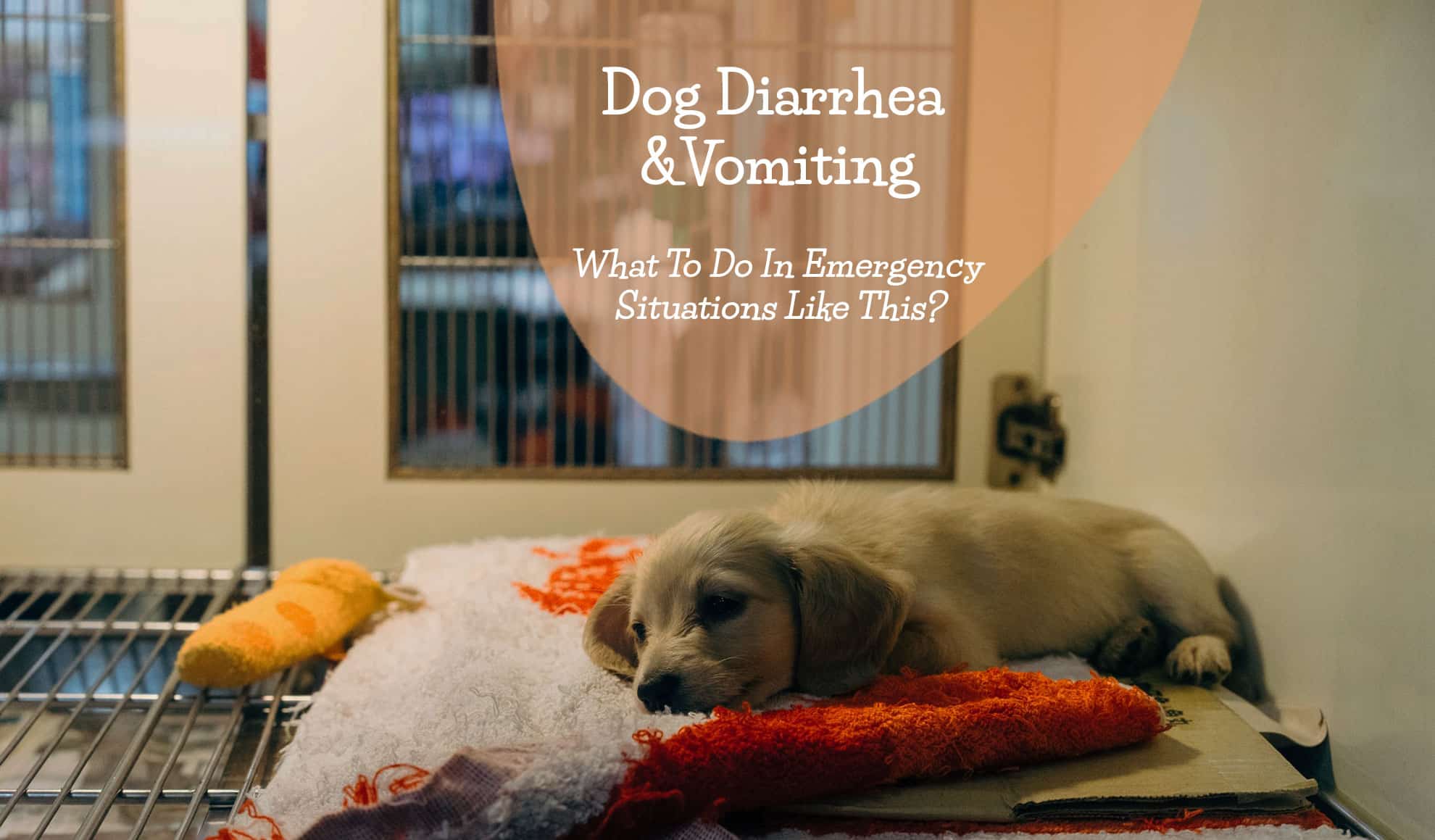 Dog Diarrhea And Vomiting What To Do Jacks Pets