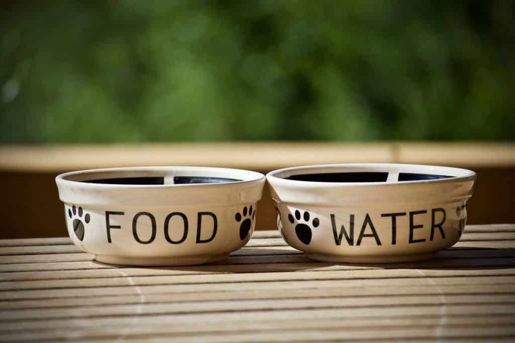 Best Dog Food for Kidney Disease 2020: Renal-Supportive Diet Explained