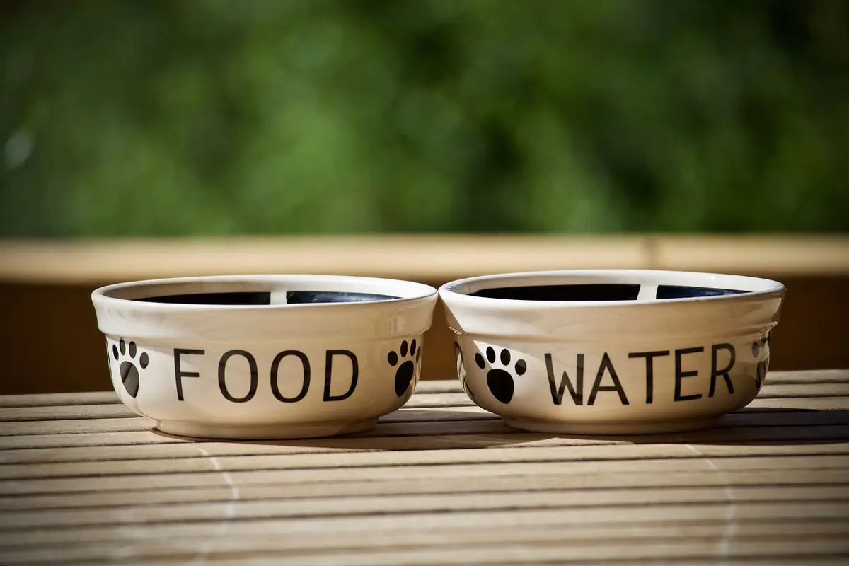 dog-food-for-kidney-disease---buying-guide