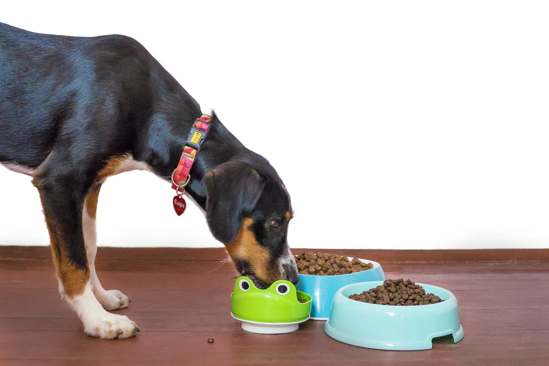 A dog eating from a small bowl