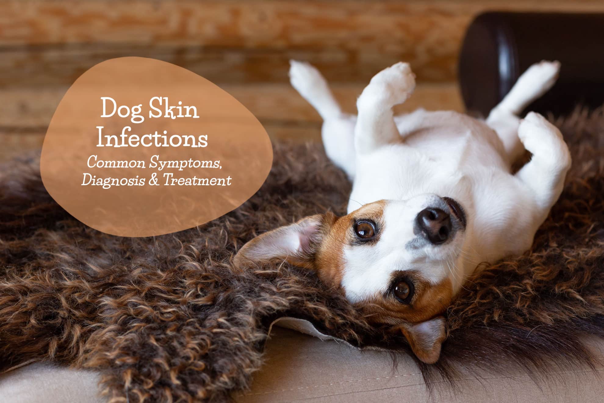 dog-skin-infections-common-symptoms-diagnosis-treatment-jacks-pets