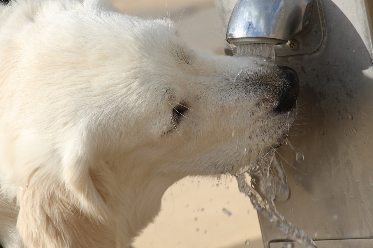thirsty dog