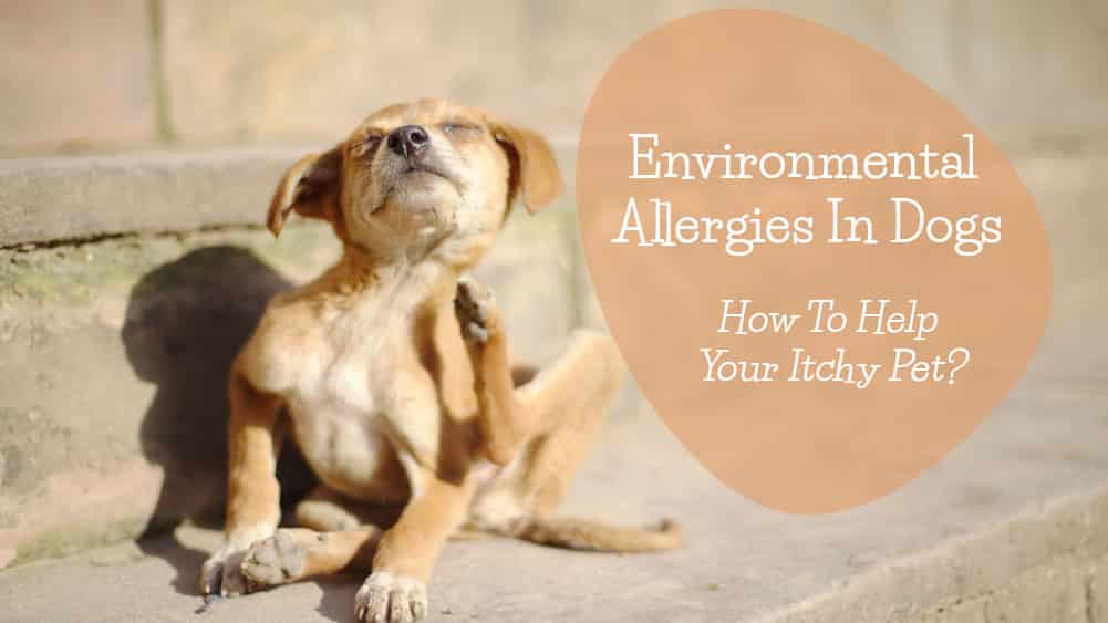 How To Help Dog With Environmental Allergies