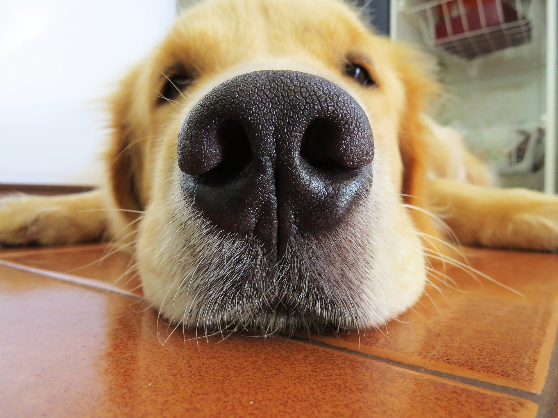 Another closeup of a dog's nose