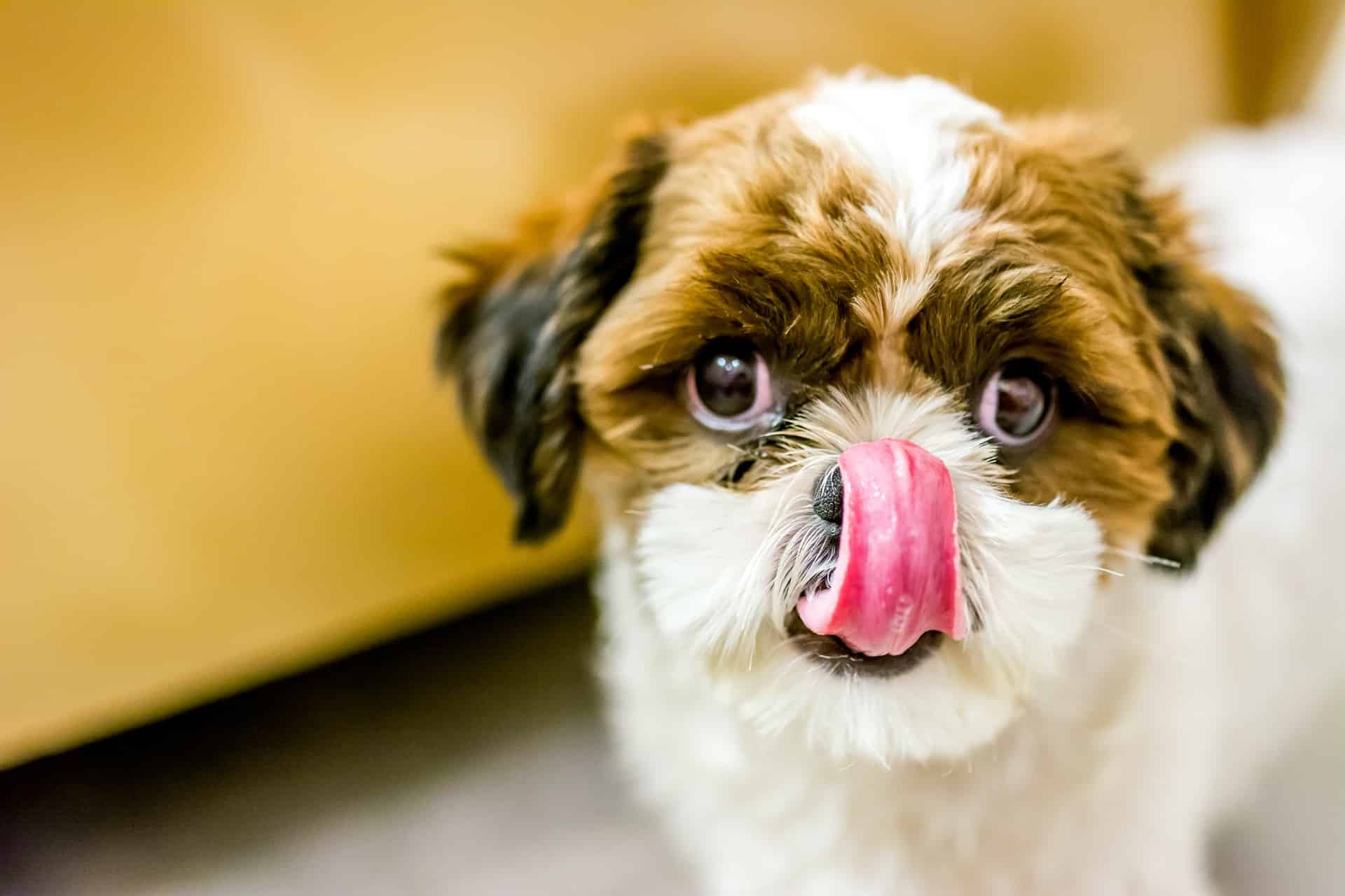 A small dog licking its nose