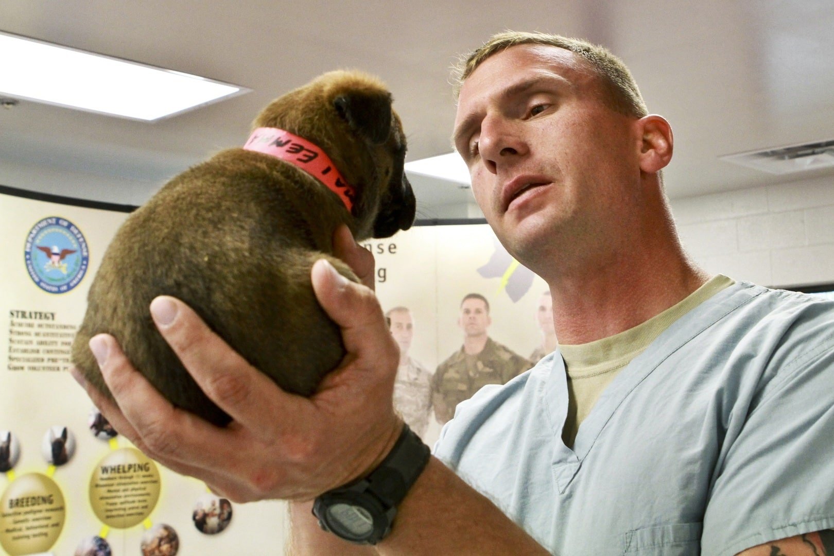dog getting examined by the vet