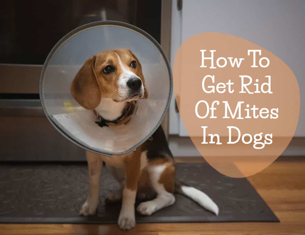 dogs with mites images