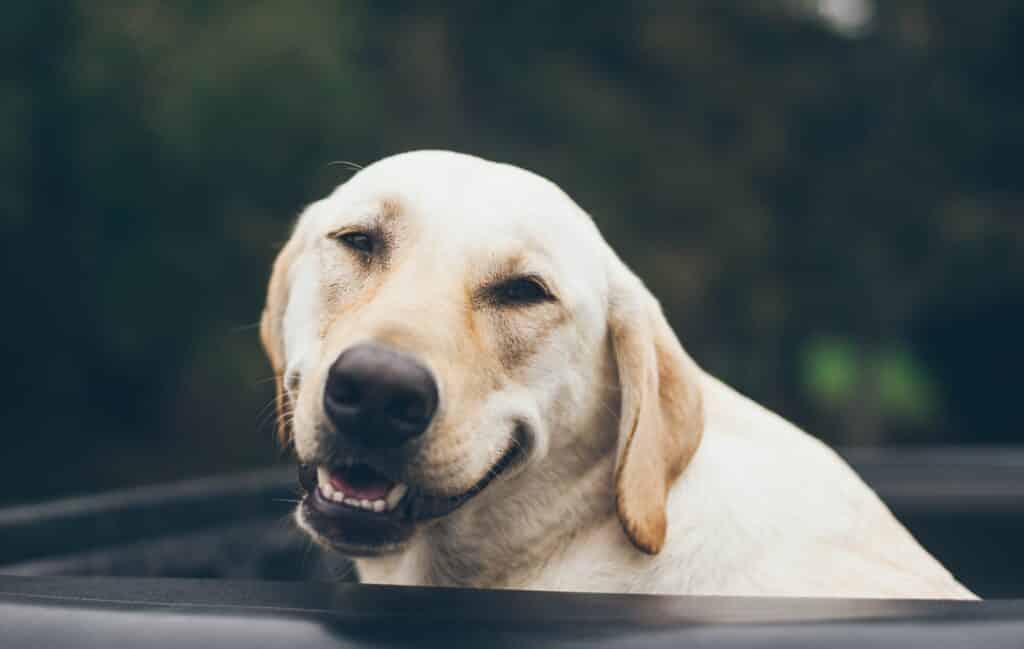 A labrador smiling into the camera